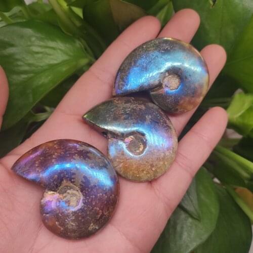 1pcs 20-40g Colorful Fossil Stone Gemstone Ammolite Jewelry Craft Conch Specimen Iridescent Natural