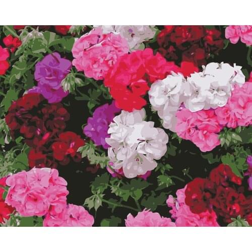 MaHuaf-i950 painting by numbers flower kinds of Geranium Hand Painted Framed Acrylic Picture coloring by numbers on canvas 40x50