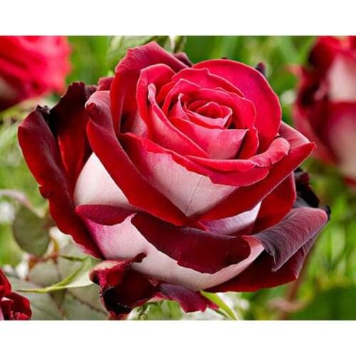 Flower Rose DIY 11CT Embroidery Cross Stitch Kits Needlework Craft Set Printed Canvas Cotton Thread For Living Room Hot Sell