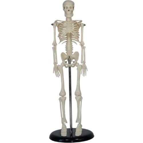 Human medical 45CM Mini Skeleton Teaching