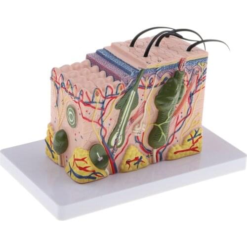 Magnify 35X Human Anatomical Skin Texture Subcutaneous Tissue Dissection Model Anatomy Biology Medical Teaching Aids