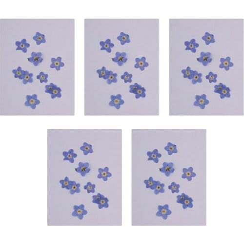 50pcs Mini Dried Real Flower Forget-me-not for DIY Necklace Pendants Charms