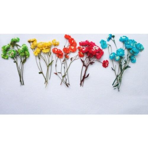 Color Absorption Daisy Pressed Flower DIY handmade material Gem / Nail Decoration 100 pcs Free shipment