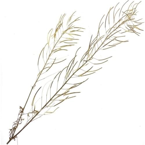 New Architecture Model Natural Grass For Diorama Diy Model Building Design Hobby Maker