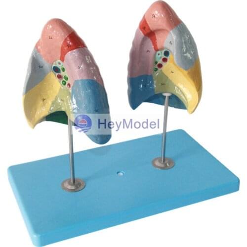 HeyModel Lung Segments Model