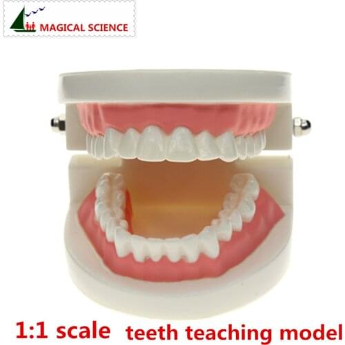 Teeth Model,teeth brush model, 1:1 scale Adult oral Standard Demonstration oral model,early Educational for kids,tooth model