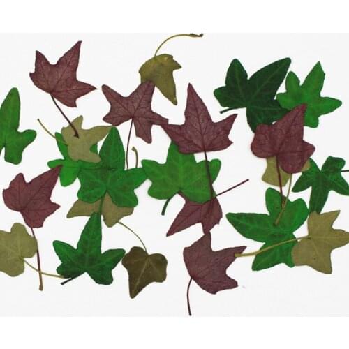 Ivy Vine Dried Flower Pressed Flower Mobile Phone Shell Plant Specimen Teaching DIY Handmade Material