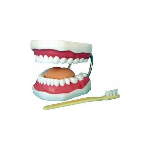 Dental care model 6x Human oral cavity tooth model Freedom of movement up and down free shipping