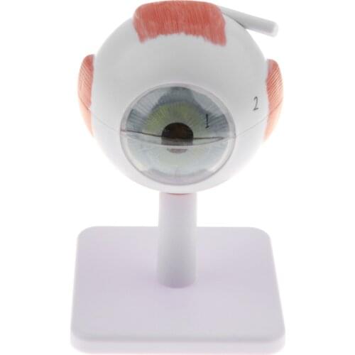 3 Times Enlarged Human Eye Model Eyeball Structure Model, 6 Parts Removable