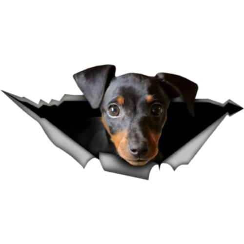 Dawasaru 13cm X 6.2cm Pincher Sticker 3D Pet Graphic Vinyl Decal Car Window Laptop Bumper Animal Car Stickers