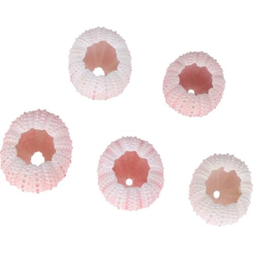 5/6 Pcs Natural Sea Urchin Shells Conch Shells Tillandsia Containers DIY Handmade Air Plants Planting Pots (Random Color)
