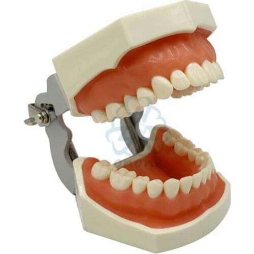 1PC GoodQuality Dental model 28Teeth model gum teeth Teaching Model Standard Dental Typodont Model Demonstration With Removable