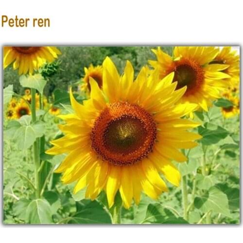 Peter ren Diamond Embroidery Cross Stitch Diy Diamond Painting Rhinestone Home Decoration Mosaic needlework "Sunflower Garden"