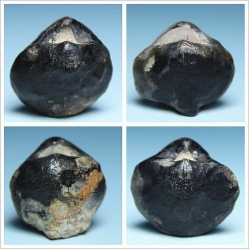 Guangxi producing smaller stone Yimeng Bei fossil specimens for collection of fossils fossil shells