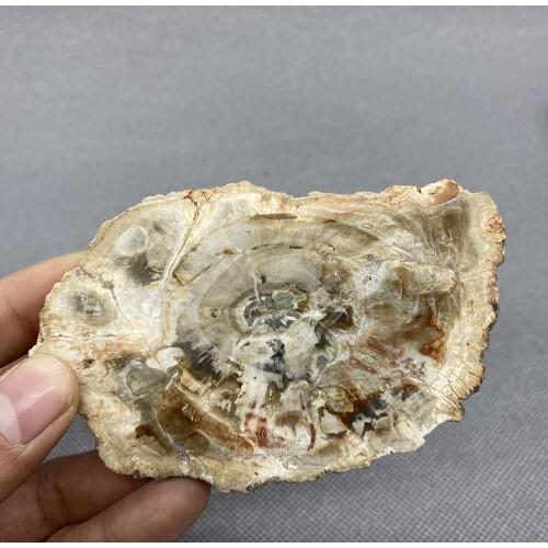 Big 100% Natural Paleontological Fossil Tree Fossil Decoration Silicified Wood Tree Jade Tea Cup Mat Fossil mineral Specimen
