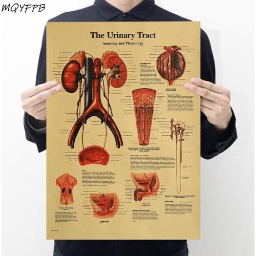 Human Anatomy Urinary System Kraft Paper Poster Home Room Wall Decoration Painting 50.5x35cm