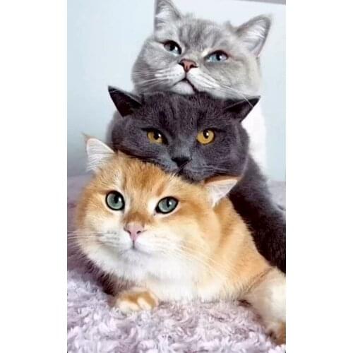 SDOYUNO Acrylic Paint By Numbers Animals DIY Frameless 60x75cm Painting For Oil Painting By Numbers On Canvas Cats Home Decor