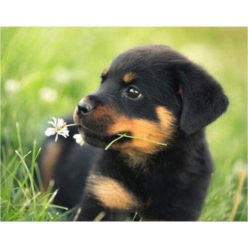 5d Diamond Embroidery Rottweiler Dog 3d Diamond painting Cross Stitch cute pet Mosaic Rhinestones Home Accessories arts C389