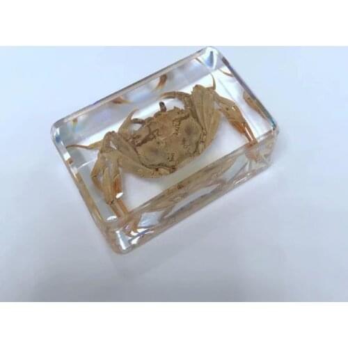 FREE SHIPPING Discount Sale Creative SO 2 Cool Specimen Books Tools Home Decorative Gift