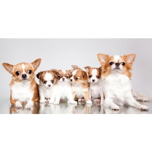 Diamond chihuahua dogs picture Diamond Painting Cross Stitch Kit Full Diamond Embroidery mosaic rhinestone cute puppy Home Decor