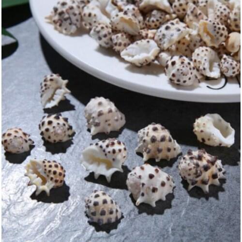 1pc Rare Natural Conch Shell Drupa Ricinus Rare Specimen Collection Snail Shell Seashells Sea Accessories