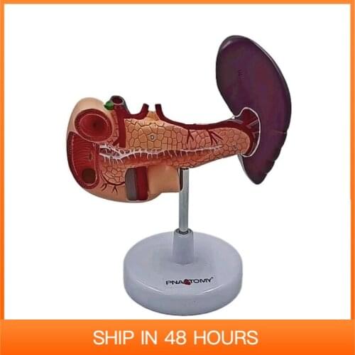 Life Size Pancreas Anatomical Model for Human Medical Supplies and Equipment Anatomia Reproductor Masculino Science