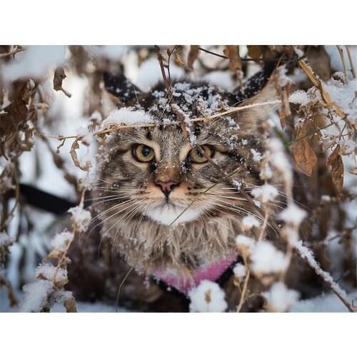 Cat Winter Animal DIY Cross Stitch 11CT Embroidery Kits Needlework Craft Set Cotton Thread Printed Canvas Home Sale