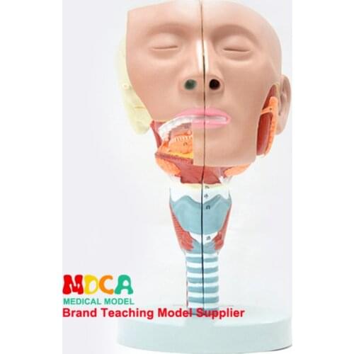 Split two-part pharyngeal and laryngeal anatomical model Oral-nasal model Anatomical head of lingual muscle model medical teach
