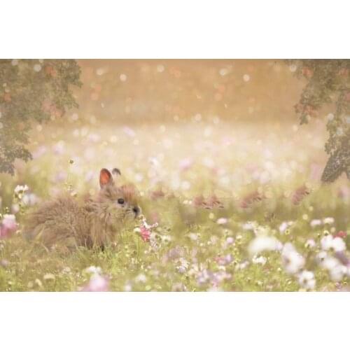 Summer Field Toddler Rabbit Mini Shoot bokeh photography backgrounds Computer print children kids photo backdrop