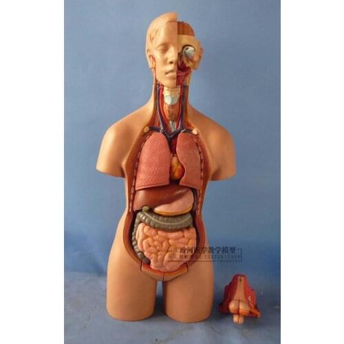 55cm Hermaphroditic torso model detachable 19 parts human Anatomy model trunk viscera