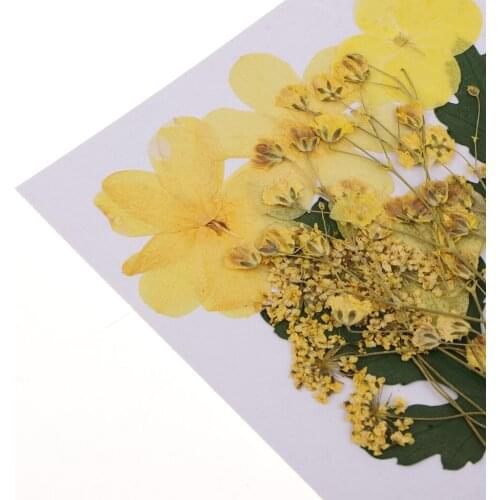 1Bag Real Pressed Leaves Natural Organic Dried Flowers DIY Arts Floral Decor