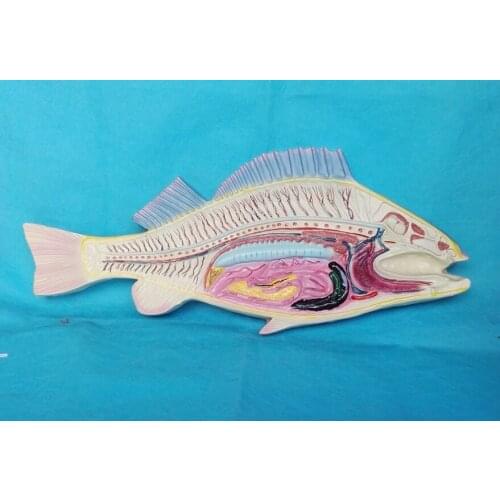 Large Size Fish Anatomical Model Biological Anatomical Model Medical Anatomical Model Medical Teaching Supply School Lab Supply