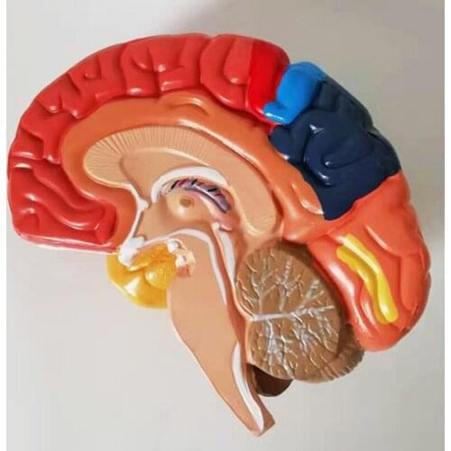 Cerebral Anatomical Brain Model Anatomy 1:1 Half Brain Brainstem Medical Teaching School Lab Supplies