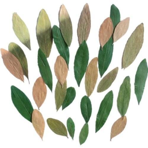 60pcs Mini Pressed Dried Pomegranate Leaves For Wedding Party Home Pendant Necklace Craft DIY Bouquet Accessories