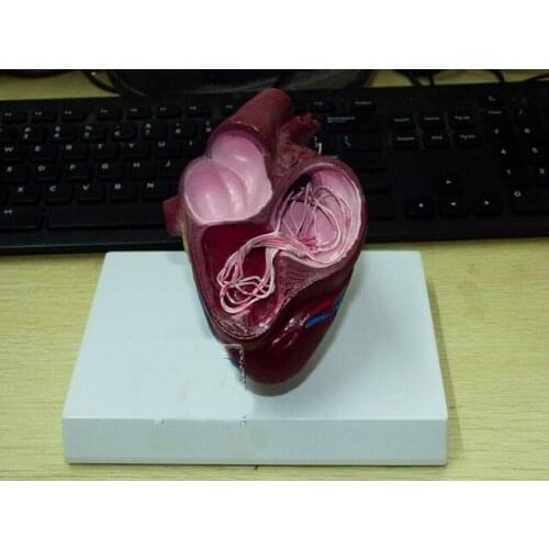 Dog heart model canine cardiac pathology model dog anatomy model