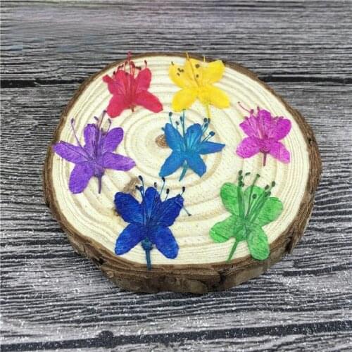 12pcs Pressed Dried 2-2.5cm Rhododendrons Flower Plant Herbarium For Jewelry Postcard Invitation Card Phone Case Making DIY