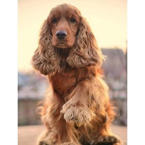 Full Angular Square Round 5D DiY English Cocker Spaniel Diamond Inlaid Pet Dog Embroidery Rhinestone Diamond Painting FC499