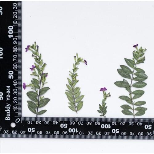 120pcs Pressed Dried Flower Tagetes patula L. Plants Herbarium For Epoxy Resin Jewelry Making Face Makeup Nail Art Craft DIY