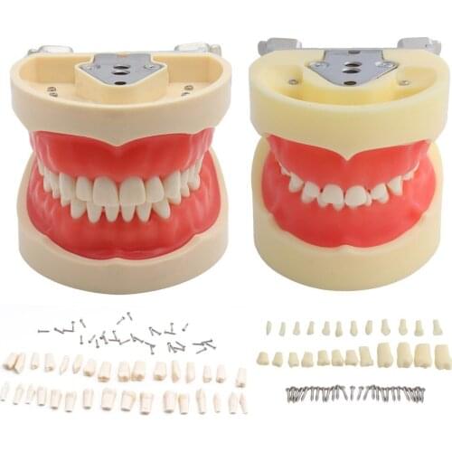 Teeth Model Standard Adult Kid Dental Model Teaching Demonstration Soft Gum 32pcs 24pcs