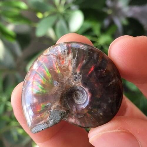 Color FOSSILIZED SNAIL AMMONITE MINERAL FROM MOROCCO . MULTI-COLOR FIRE