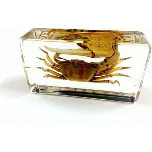 FREE SHIPPING Discount Sale Creative MO 11 fashion Specimen Books Tools Home Decorative Gift