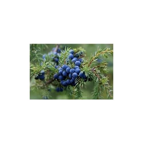 Nikita-Garden Goods For Beauty And Health