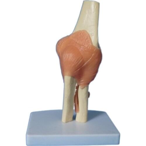 Natural elbow joint function with pink tough teaching model mannequin factory outlet