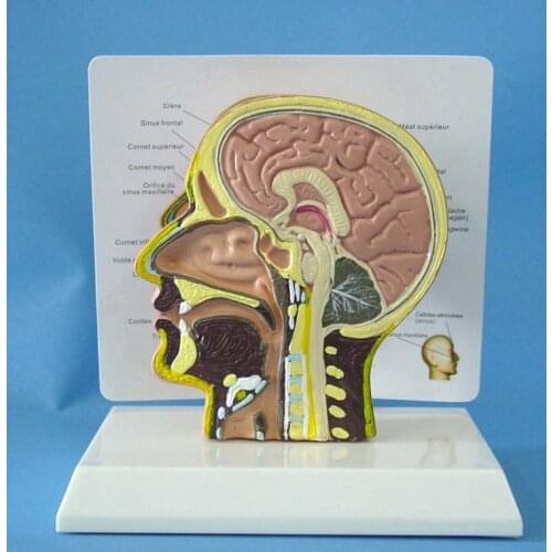 Human skull model head Otorhinolaryngology Anatomical model Teaching Model