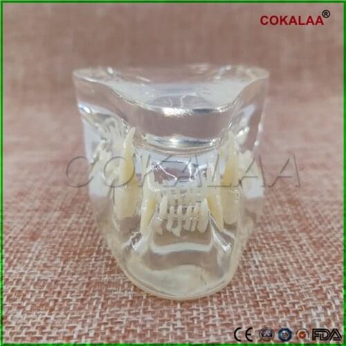 Teaching Dental Teeth Model Cat Model Catamount cats teeth Cat Dentition Model