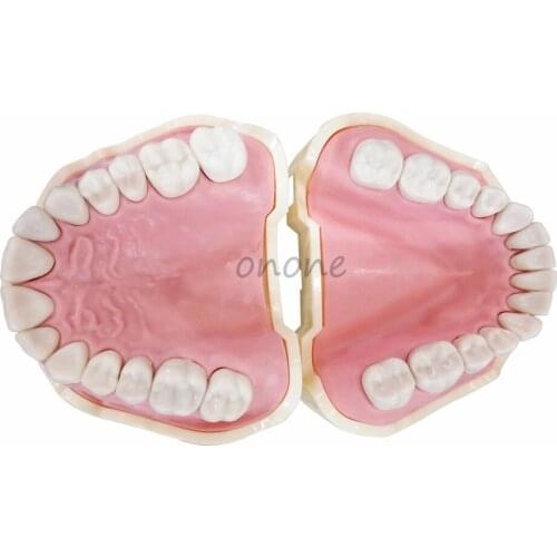 Dental Soft Gum Teeth Model Removable 28pc/32pc Teeth NISSIN 200 KAVO Head Model Compatible Dentist Teaching Learning
