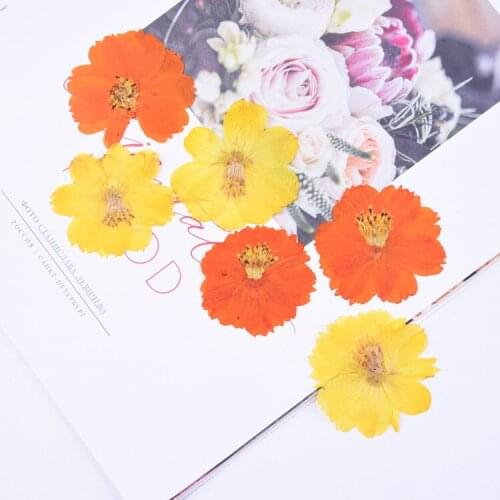 4-6cm/12pcs,Natural Preserved Real flower,Cosmos sulphureus for DIY Wedding invitation bookmark gift card,Scented candle decor