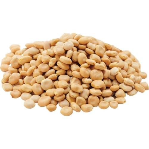 Lupinus sp. Lupin 75-400 GR Free Shipping