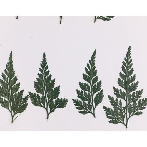 8PCS Pressed Green Fern Dried Flower Leaf For Jewelry Phone Case Greeting Card DIY Decor Accessories