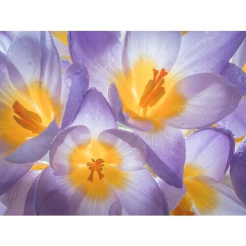 Needlework Decor Square&Round Creative Diamond Embroidery Purple Flower 5D Diy Diamond Painting Cross Stitch Diamond Mosaic